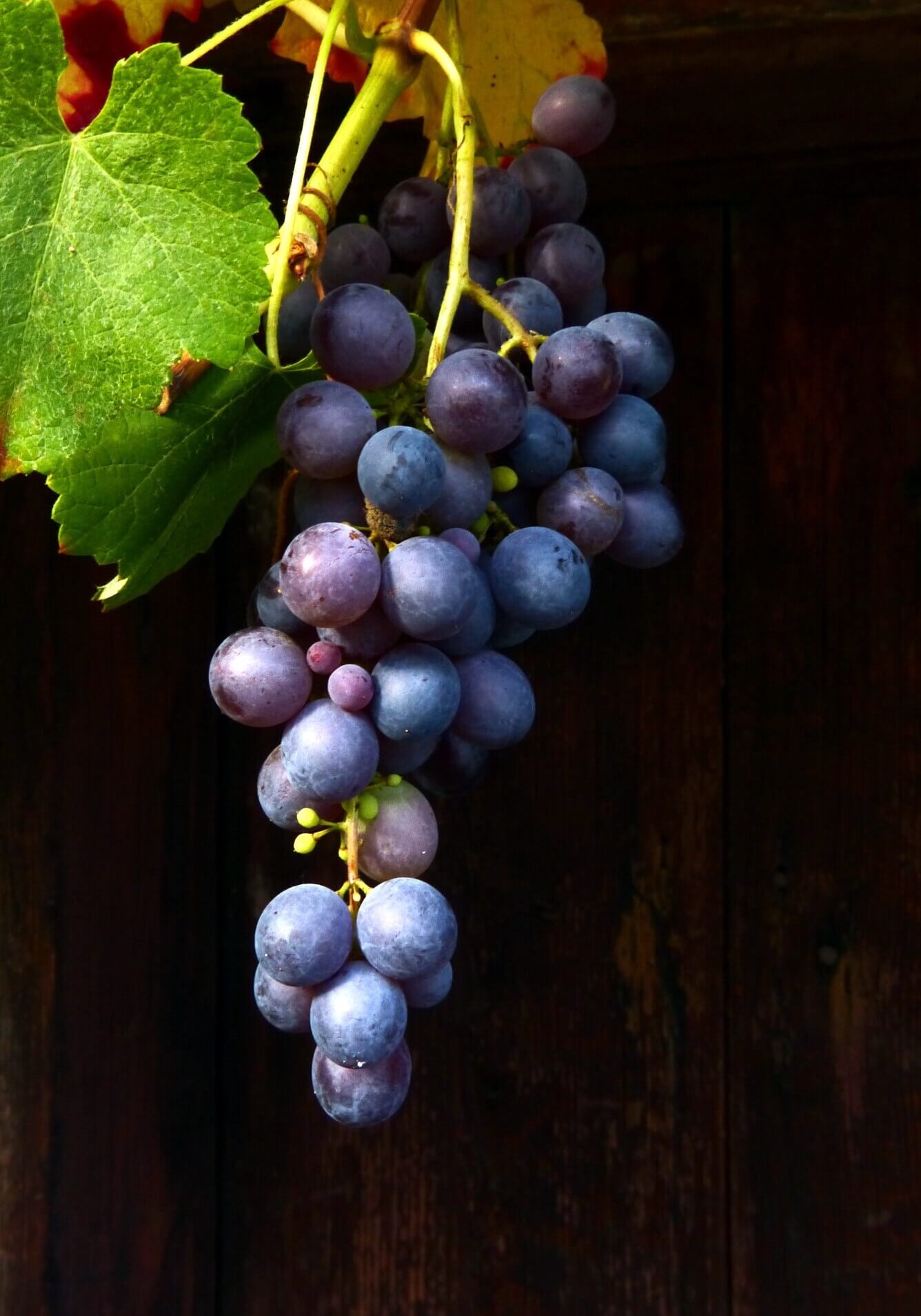 What Is Moscatel Wine? The Key Things to Know